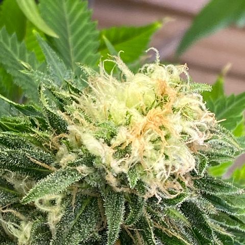 Ice Spice growlog timeline photo