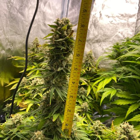 Ice Spice growlog timeline photo