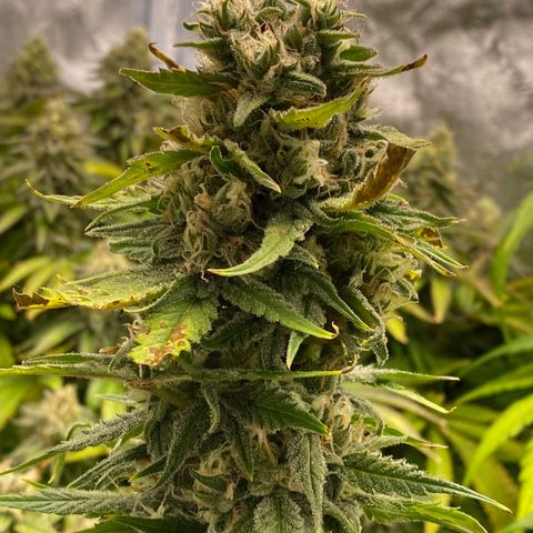 Ice Spice growlog timeline photo