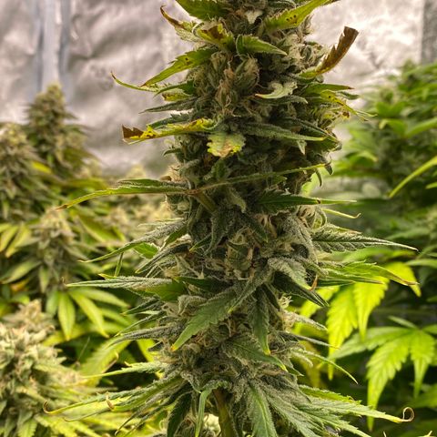 Ice Spice growlog timeline photo