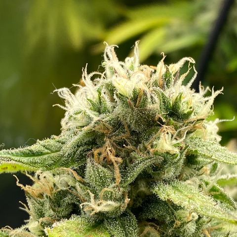 Ice Spice growlog timeline photo