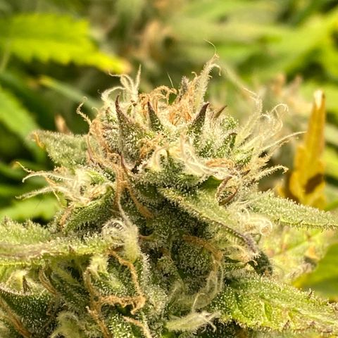 Ice Spice growlog timeline photo