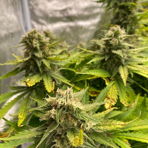 Ice Spice growlog timeline photo