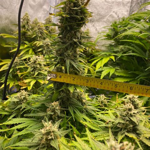Ice Spice growlog timeline photo