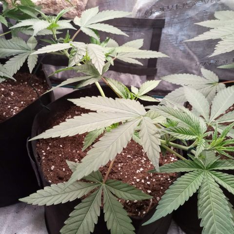 Royal Gorilla  growlog timeline photo