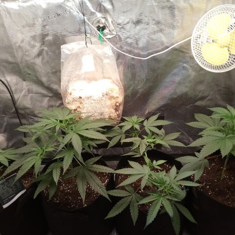 Royal Gorilla  growlog timeline photo
