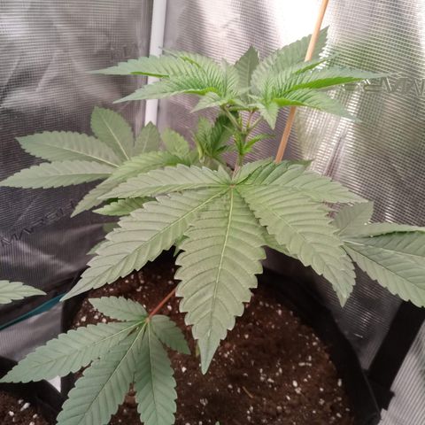 Royal Gorilla  growlog timeline photo