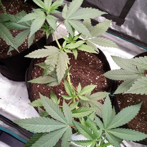Royal Gorilla  growlog timeline photo