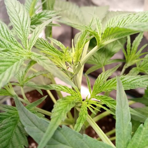 Royal Gorilla  growlog timeline photo
