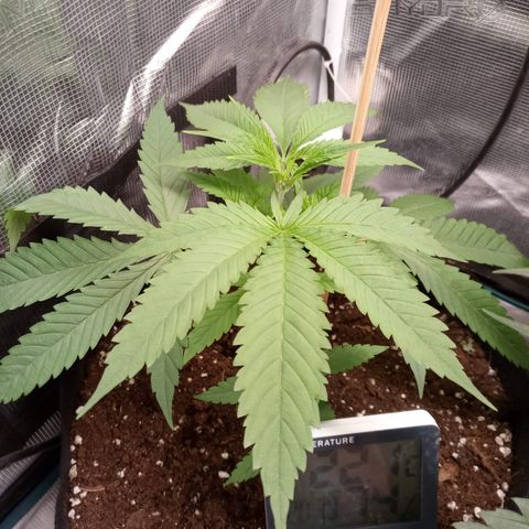 Royal Gorilla  growlog timeline photo