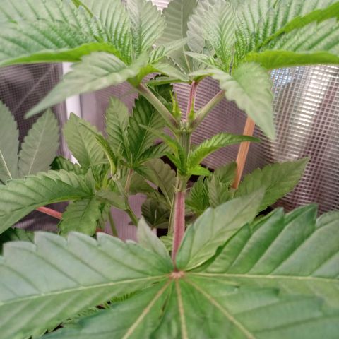 Royal Gorilla  growlog timeline photo