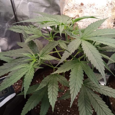 Royal Gorilla  growlog timeline photo