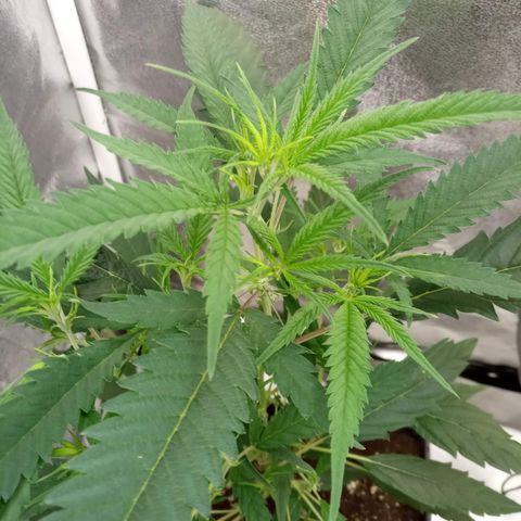 Royal Gorilla  growlog timeline photo