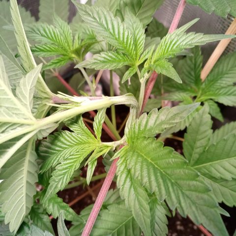 Royal Gorilla  growlog photo: Supercropping alle cime