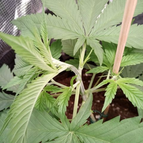 Royal Gorilla  growlog photo: Supercropping alle cime