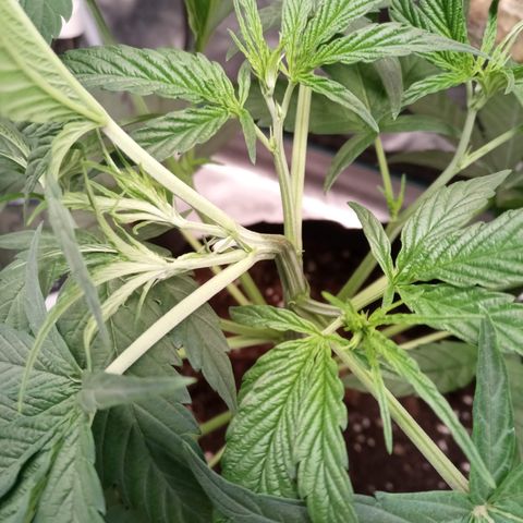 Royal Gorilla  growlog photo: Supercropping alle cime