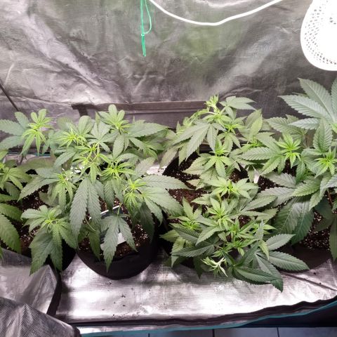 Royal Gorilla  growlog timeline photo