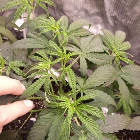 Royal Gorilla  growlog timeline photo