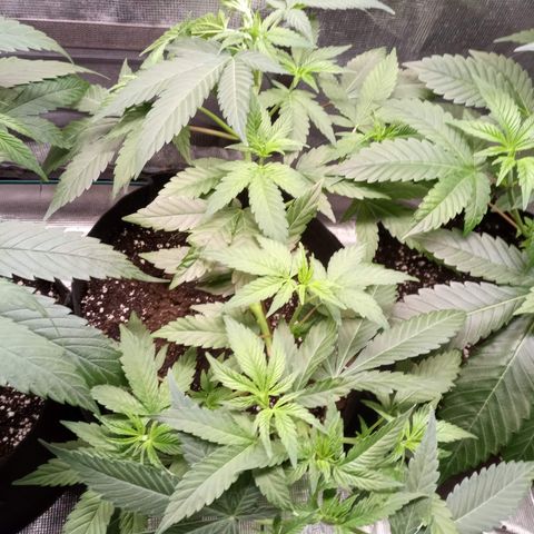 Royal Gorilla  growlog timeline photo
