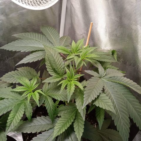 Royal Gorilla  growlog timeline photo