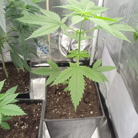 Durban growlog timeline photo