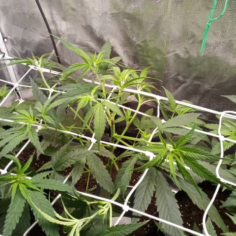 Royal Gorilla  growlog photo: messa rete scrog e trainate