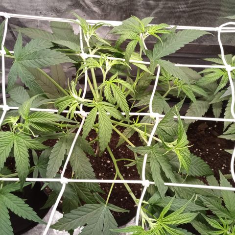 Royal Gorilla  growlog photo: messa rete scrog e trainate