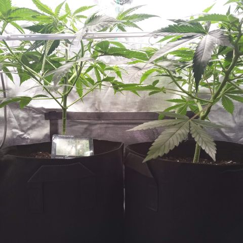 Royal Gorilla  growlog photo: messa rete scrog e trainate