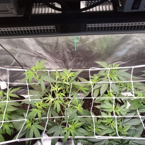 Royal Gorilla  growlog photo: messa rete scrog e trainate