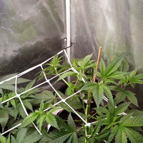 Royal Gorilla  growlog photo: messa rete scrog e trainate