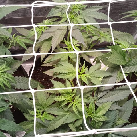 Royal Gorilla  growlog photo: messa rete scrog e trainate