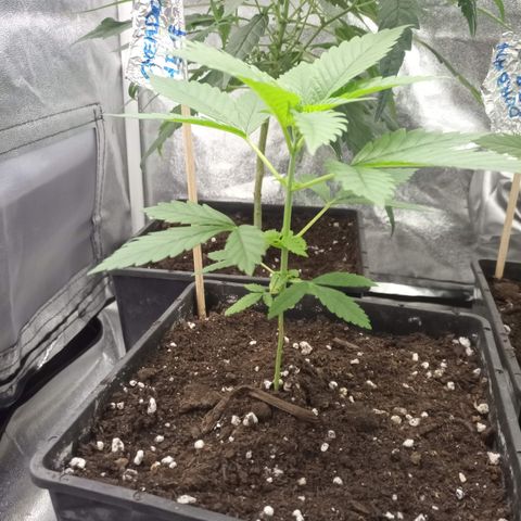 Chemdog growlog timeline photo