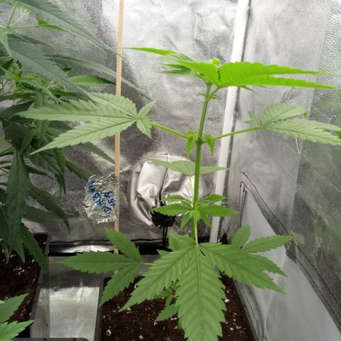 Durban growlog timeline photo