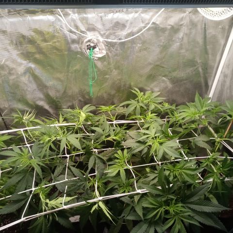 Royal Gorilla  growlog photo: Training quasi completato. Abbassato cime più alte.