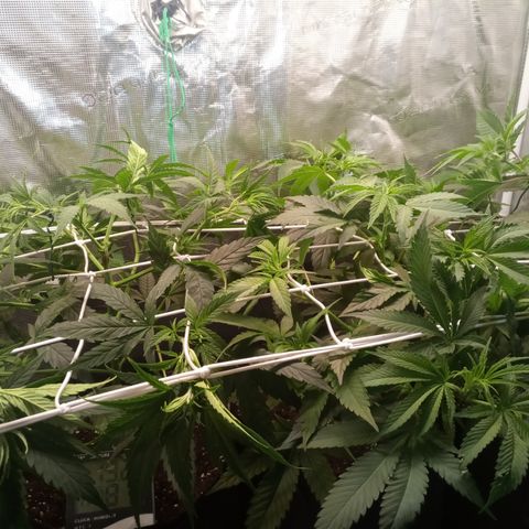 Royal Gorilla  growlog photo: Training quasi completato. Abbassato cime più alte.