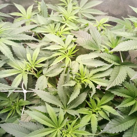 Royal Gorilla  growlog photo: Training quasi completato. Abbassato cime più alte.