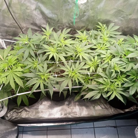 Royal Gorilla  growlog photo: Training quasi completato. Abbassato cime più alte.