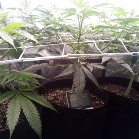 Royal Gorilla  growlog photo: Training quasi completato. Abbassato cime più alte.