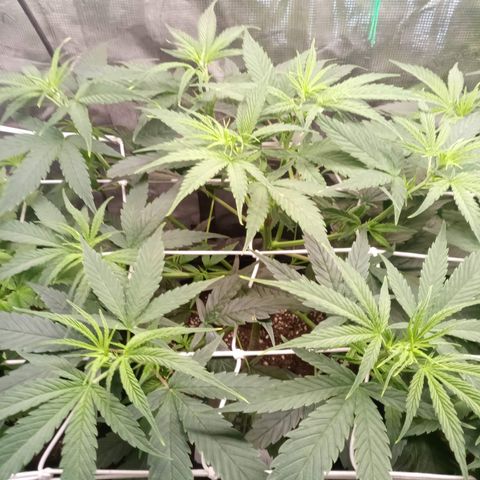 Royal Gorilla  growlog photo: Training quasi completato. Abbassato cime più alte.