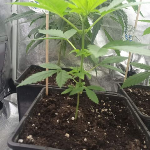 Chemdog growlog photo: 5° nodo 