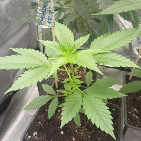 Chemdog growlog photo: 5° nodo 