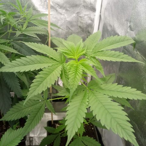 Durban growlog photo: 7° nodo