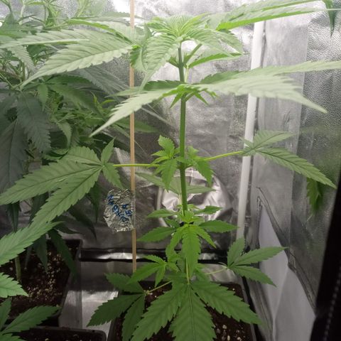 Durban growlog photo: 7° nodo