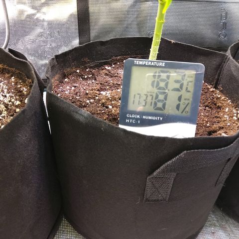 Royal Gorilla  growlog photo: training finale prima della fioritura.
Prime punte gialle