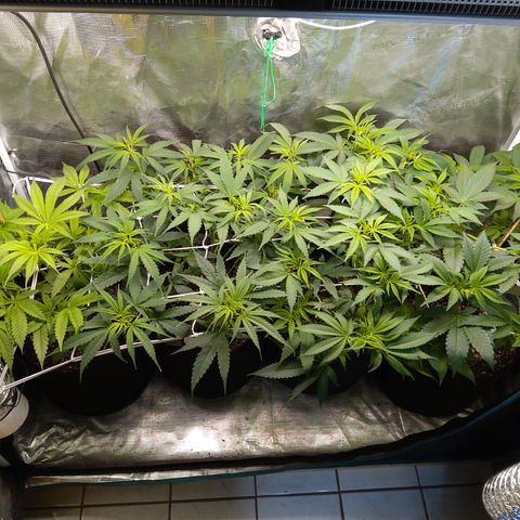 Royal Gorilla  growlog photo: training finale prima della fioritura.
Prime punte gialle