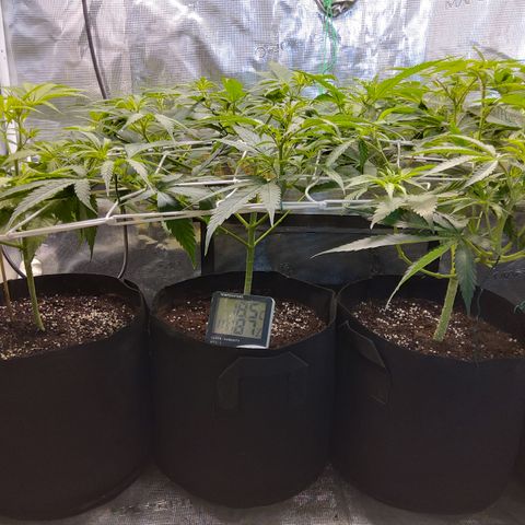 Royal Gorilla  growlog photo: training finale prima della fioritura.
Prime punte gialle