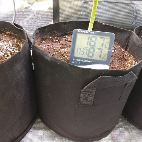 Royal Gorilla  growlog photo: training finale prima della fioritura.
Prime punte gialle