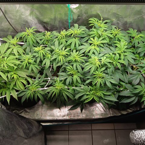 Royal Gorilla  growlog timeline photo