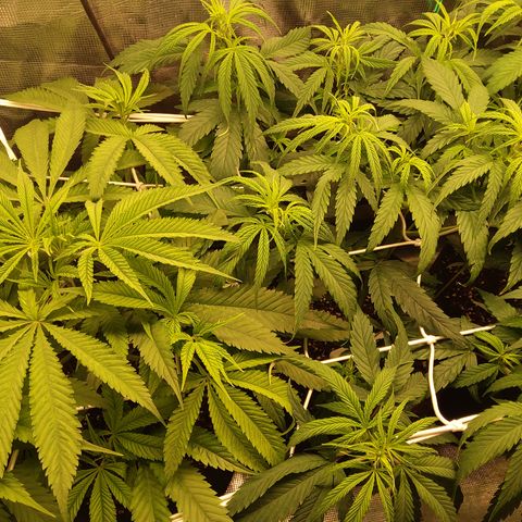 Royal Gorilla  growlog timeline photo