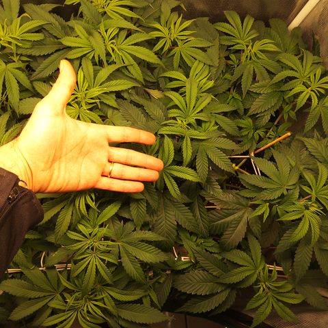 Royal Gorilla  growlog timeline photo